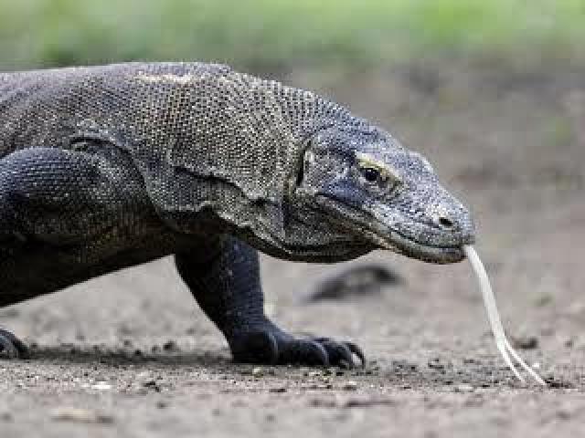 Dragão-de-komodo