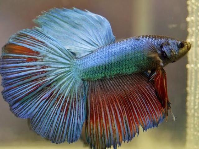 Peixe Betta