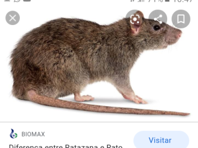 Rato