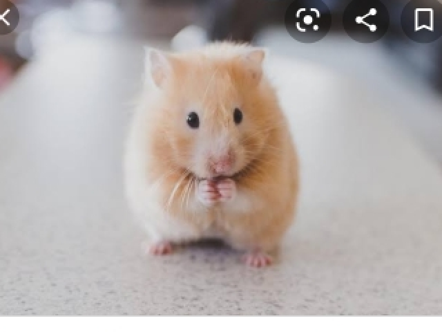 Hamster