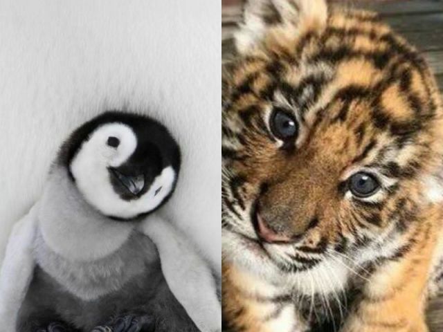 Pinguim/Tigre