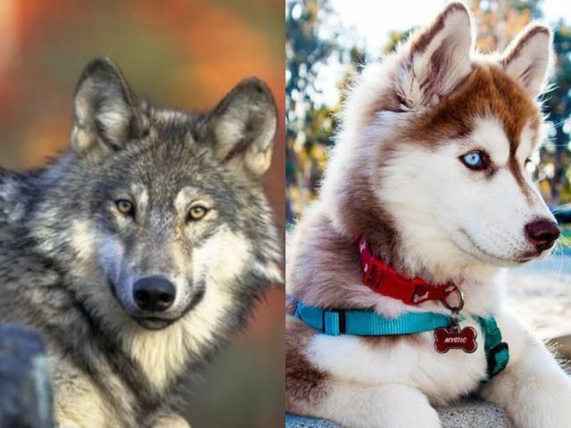 Lobo/Cachorro