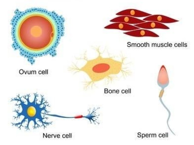 biológicas