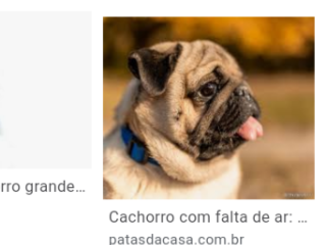 Cachorro