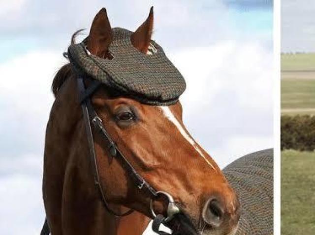 Saí correndo pois ele tem medo de cavalos bem vestidos