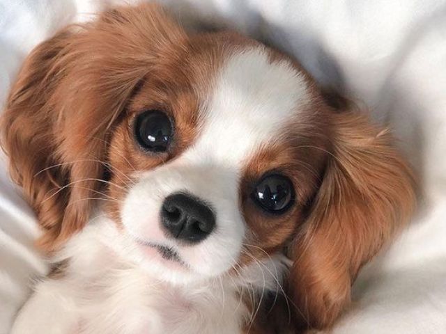 Cachorro