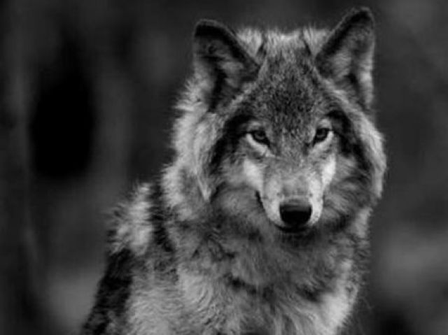Lobo