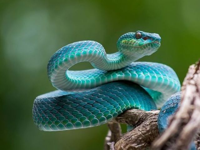 Cobra