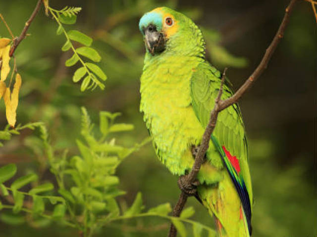 Papagaio