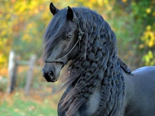 Cavalo