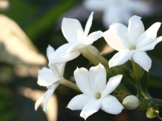 Jasmin