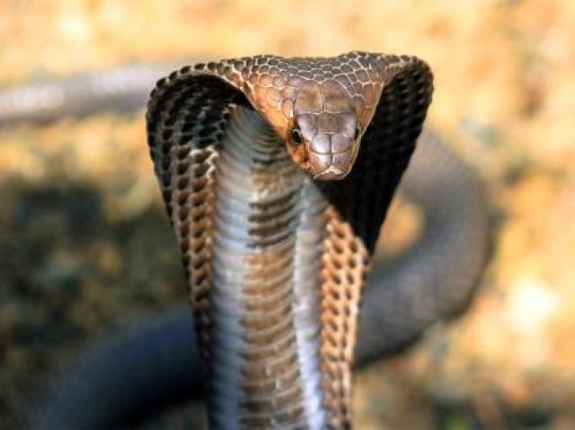 Serpente