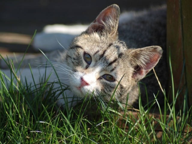 gatinhos amo!!!