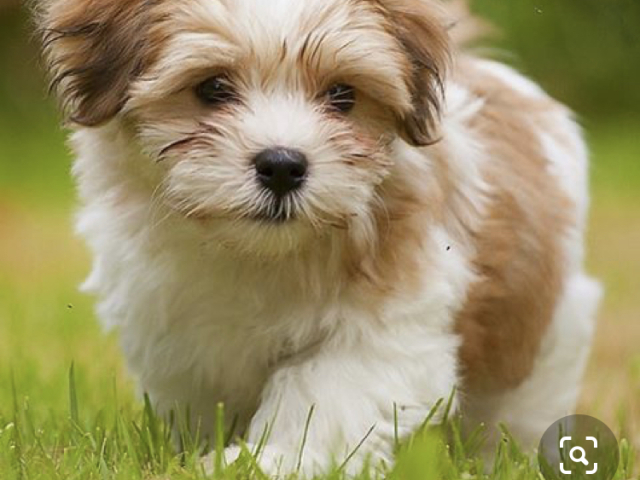 Bichon Havanese