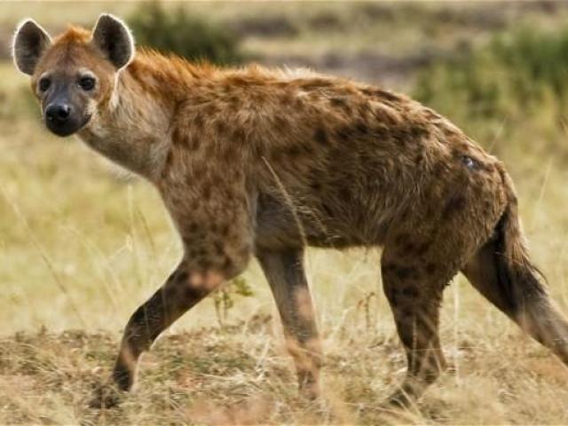 Hyena