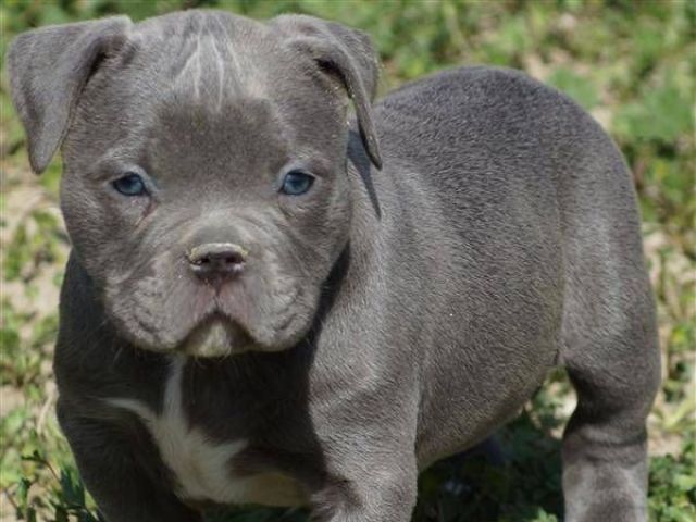 Dog Pitbull