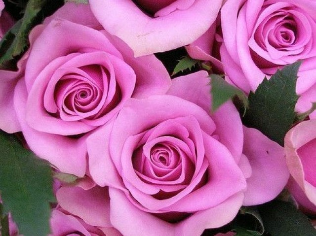 Rosas