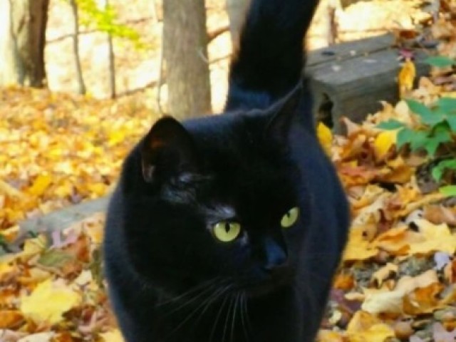 Gato Preto - o gato preto é muito associado à crenças e superstições como um animal que invoca o azar ou o mal agouro. No entanto, em outras culturas os gatos dessa cor são venerados, pois são sinais de extrema sorte.