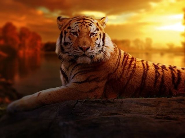 Tigre