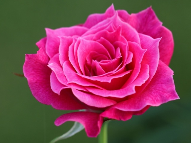 Rosa