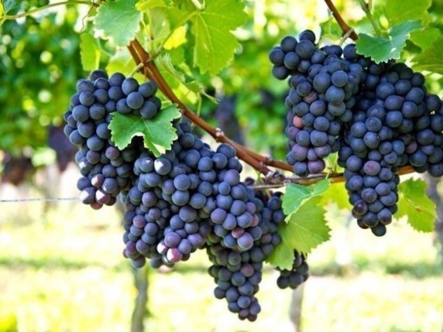 uvas