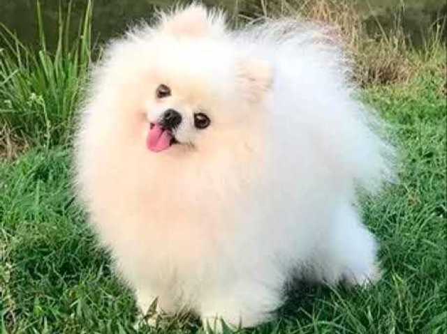 lulu da pomerania