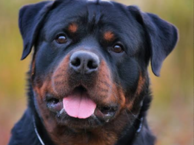 Rottweiler