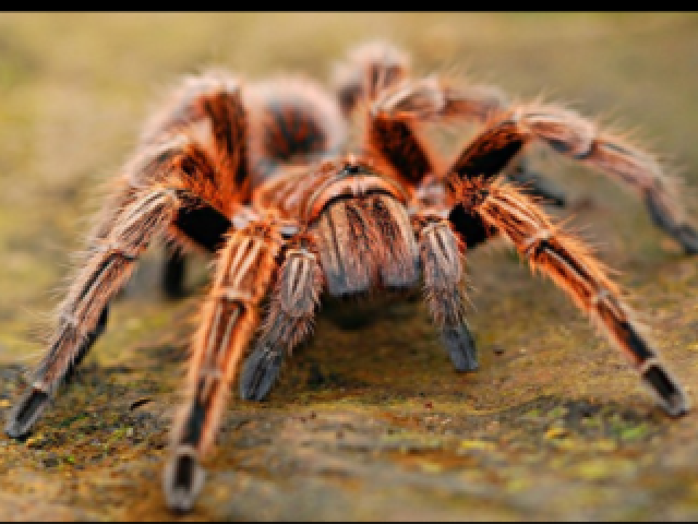 Aranha