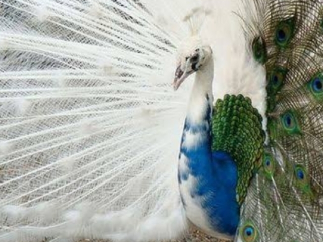 Pavão
