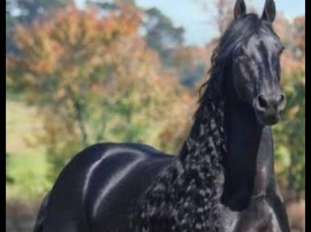 Cavalo