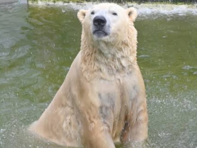 Urso polar