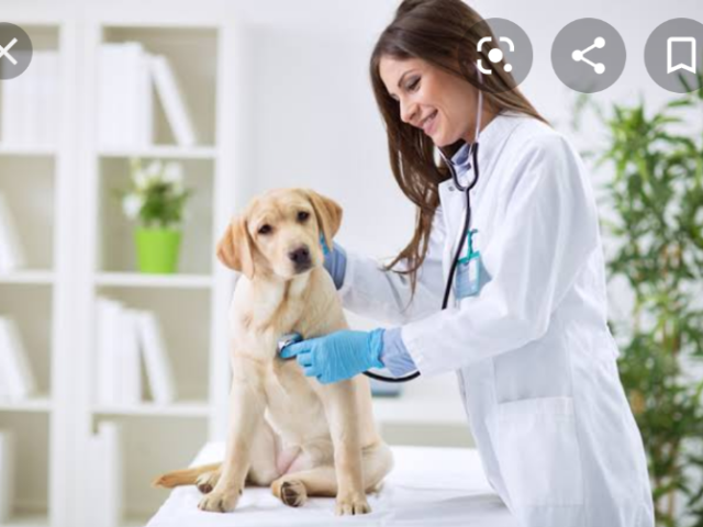 Veterinária