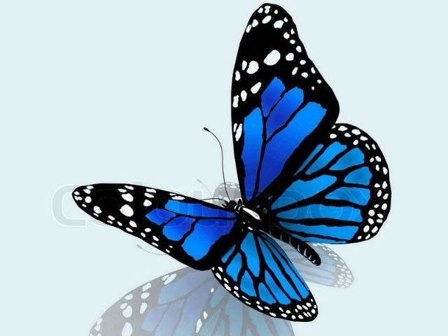 Borboleta