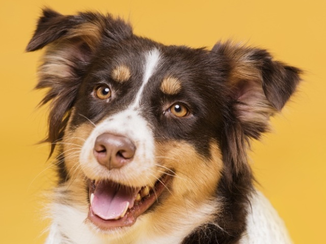 Que cachorro você é?