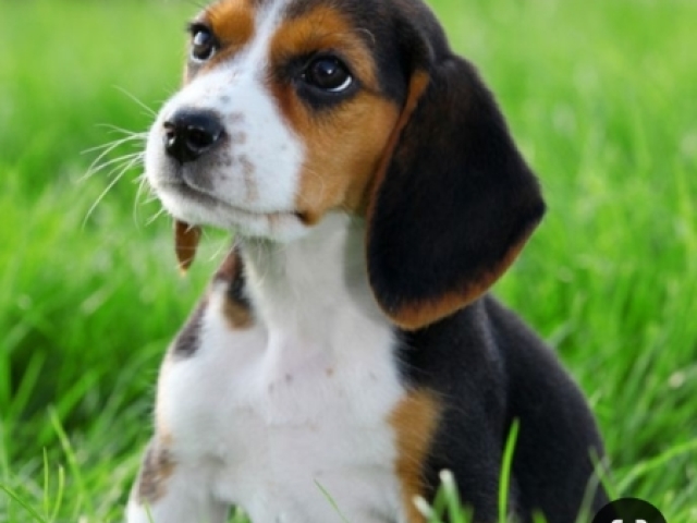 Beagle