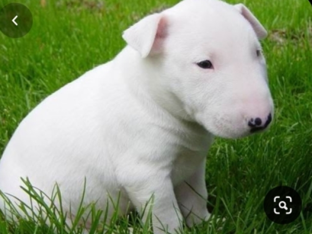 Bull Terrier