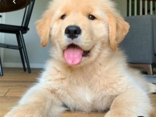 Golden Retriever