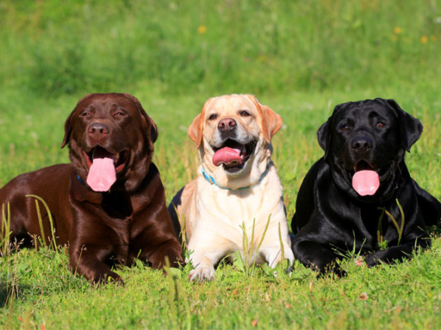 Labrador
