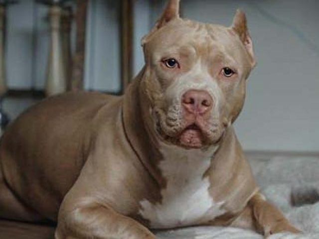 American Bully