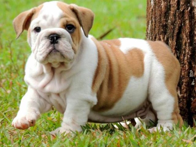 Buldogue