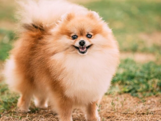 Lulu da Pomerânia