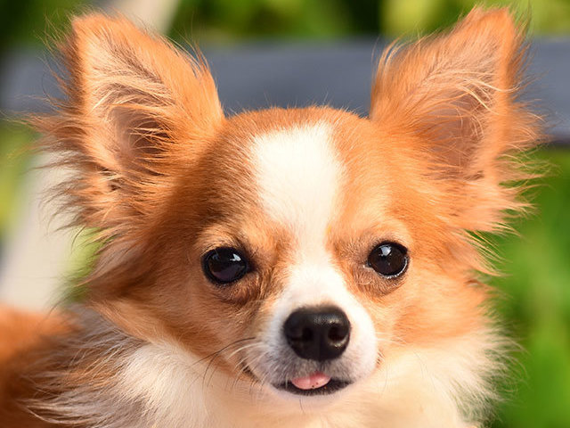 Chihuahua