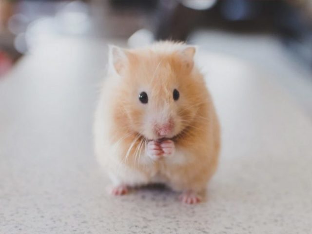 HAMSTER!!