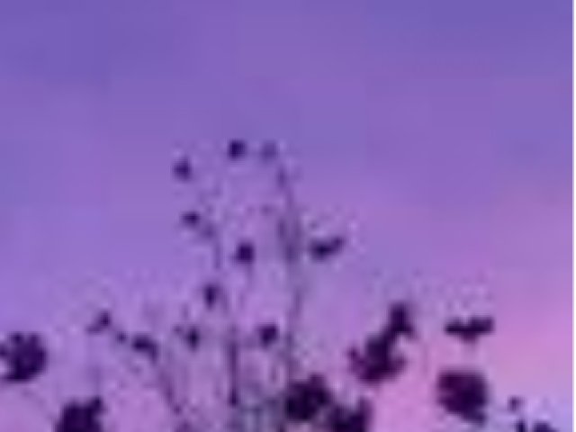 Roxo