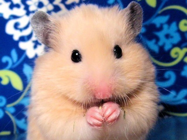 HAMSTER!