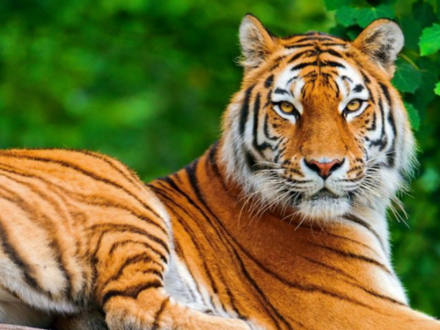 Tigre