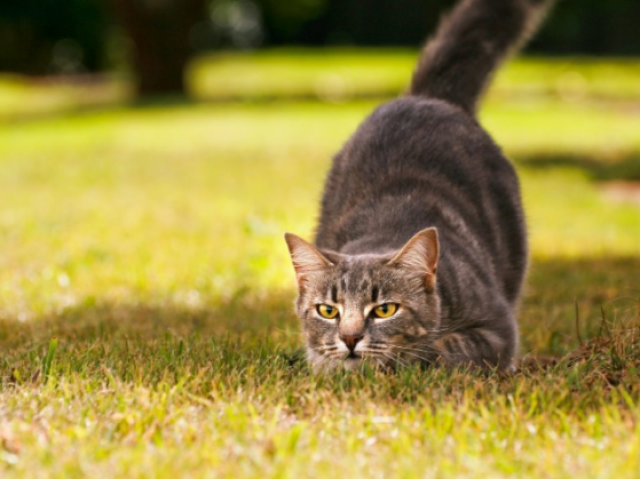 Gato