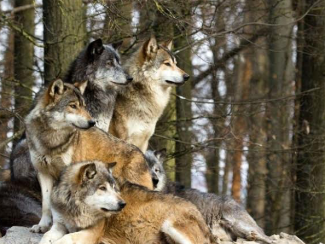 Lobo