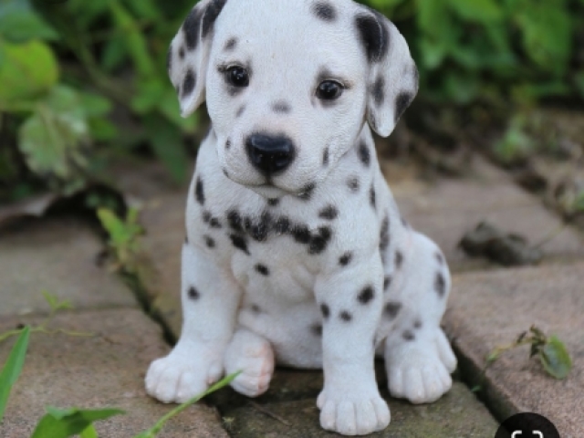 Dalmatian