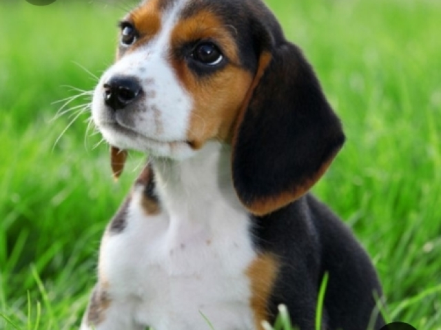 Beagle